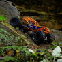 1/10 RBX10 Ryft 4X4 Brushless Rock Bouncer RTR, Orange