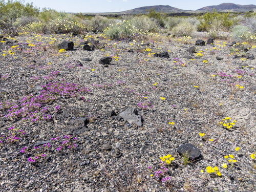 MojaveTrail_137