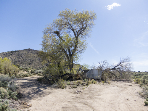 MojaveTrail_090
