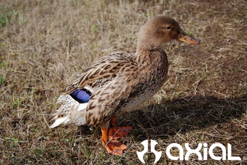 awccq-wohlford-2-343