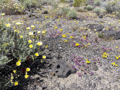 MojaveTrail_138