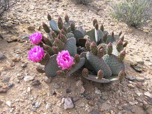 MojaveTrail_020