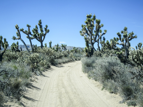 MojaveTrail_054
