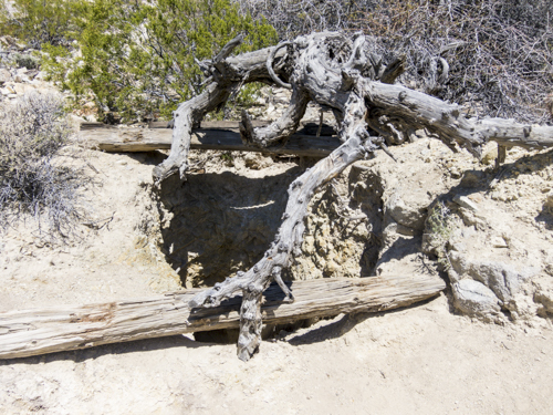MojaveTrail_113