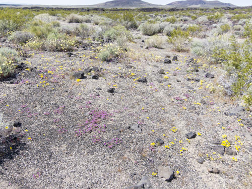 MojaveTrail_136