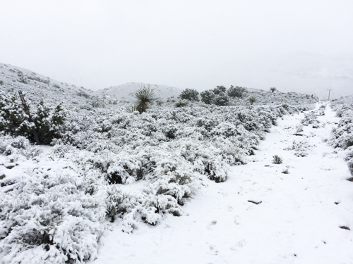 Cannondale_Goose_Berry_Snow_008