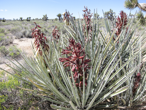 MojaveTrail_047