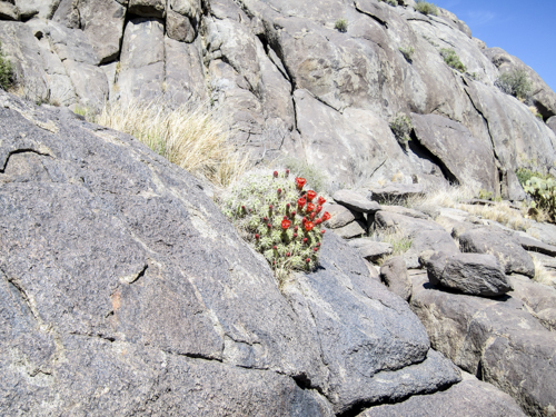 MojaveTrail_071