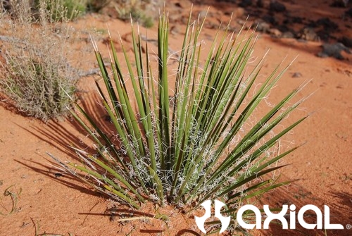 mini-mini-awccq-st-george-377