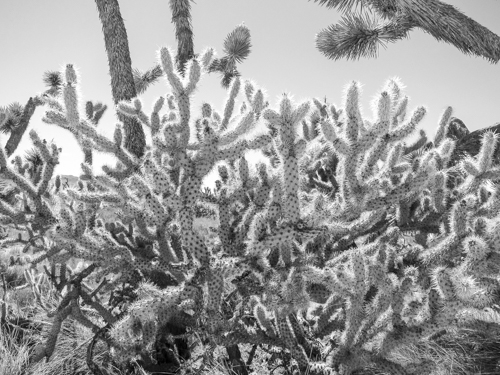 MojaveTrail_055