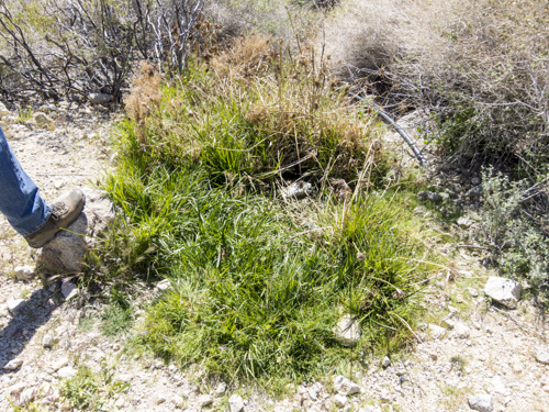 MojaveTrail_112