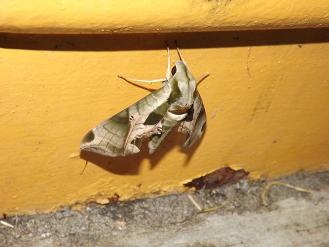 DSCF0097