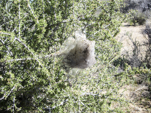 MojaveTrail_035