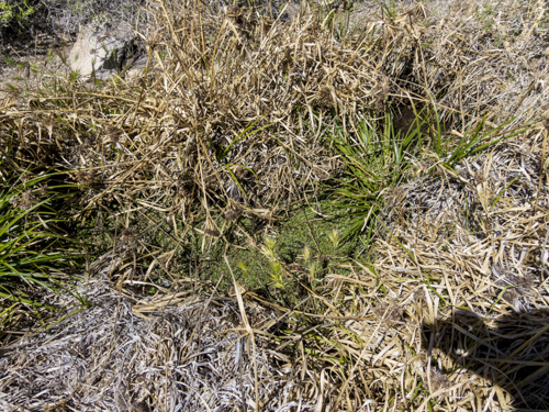 MojaveTrail_111