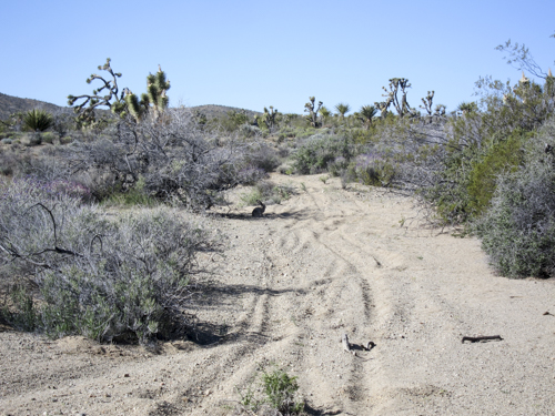 MojaveTrail_034
