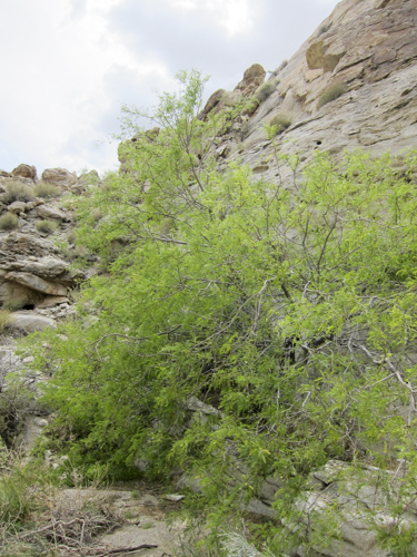 MojaveTrail_012