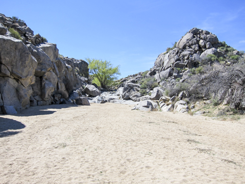 MojaveTrail_070